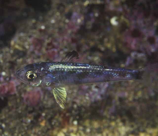 Synagrops japonicus